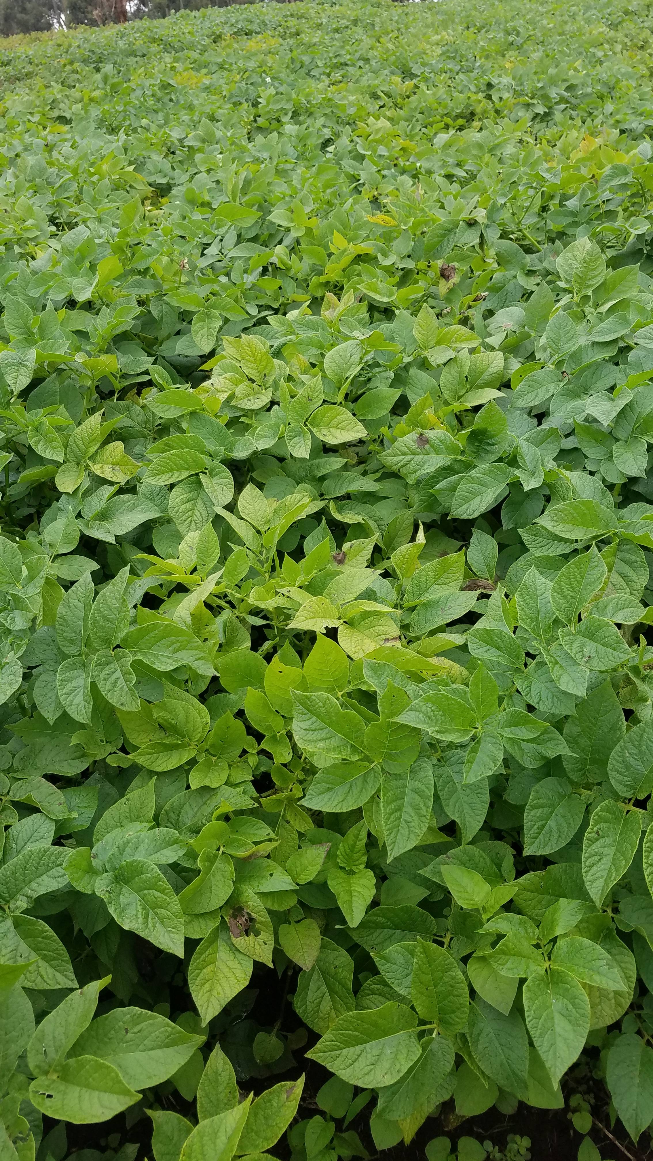 semences de pommes de terre