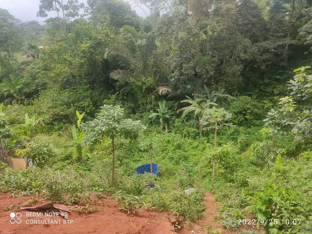 un 500m2 situé à bastos ydé