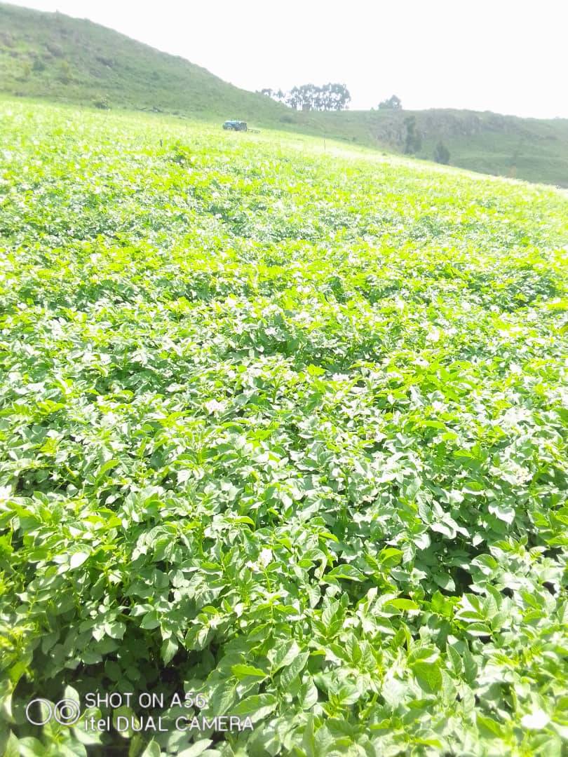 Semences de pommes de terre certifier